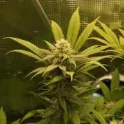 Eleven Roses Klon zur Blüte 2