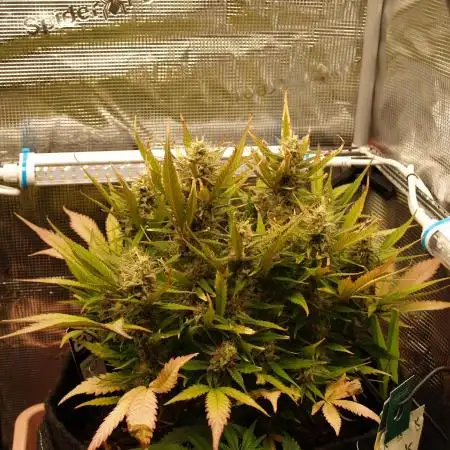 Super Boof Auto von Fast Buds