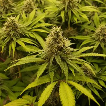 White Rhino Indoor