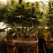 White Rhino From Zamnesia zweite Runde