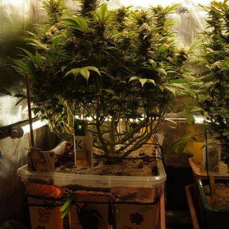 White Rhino From Zamnesia zweite Runde