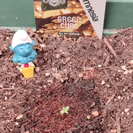 Green Cure CBD F1 Hybrid Auto Zamnesia