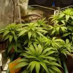 Eleven Roses Klon zur Blüte