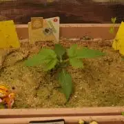 Apple Fritter Auto Winter Grow 2026