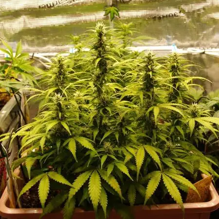 Auto AK-47 XL Divine Seeds