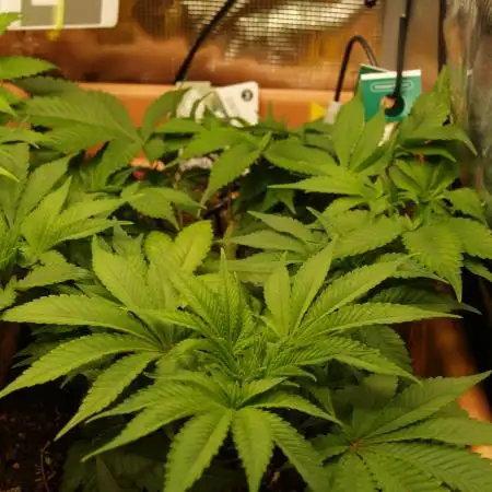 White Rhino From Zamnesia zweite Runde