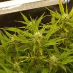Super Boof Auto von Fast Buds
