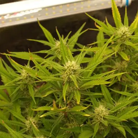 Super Boof Auto von Fast Buds