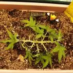 Auto AK-47 XL Divine Seeds