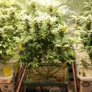 Eleven Roses Klon zur Blüte