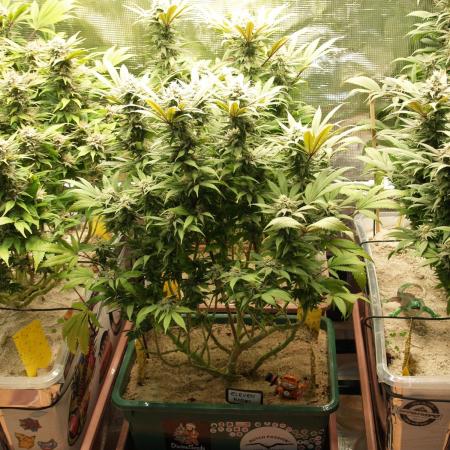 Eleven Roses Klon zur Blüte