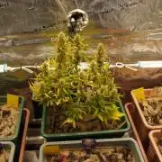 White Truffle Indoor 2025