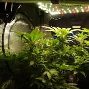 Eleven Roses Klon zur Blüte