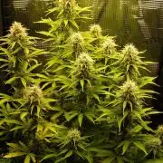 Green Cure CBD F1 Hybrid Auto Zamnesia