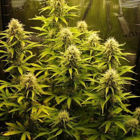 Green Cure CBD F1 Hybrid Auto Zamnesia