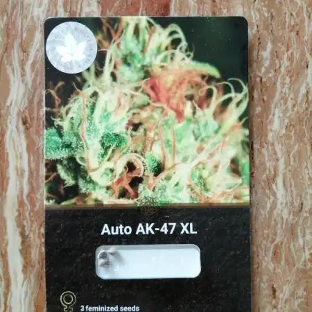 Auto AK-47 XL Divine Seeds