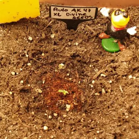 Auto AK-47 XL Divine Seeds