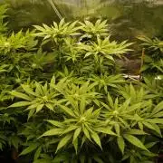 Eleven Roses Klon zur Blüte 2