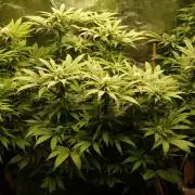 Eleven Roses Klon zur Blüte