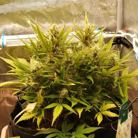 Super Boof Auto von Fast Buds