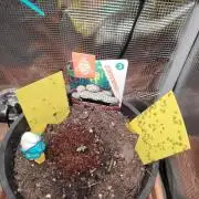 White Truffle Indoor 2025