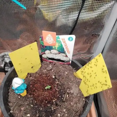 White Truffle Indoor 2025