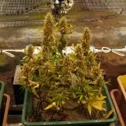 White Truffle Indoor 2025