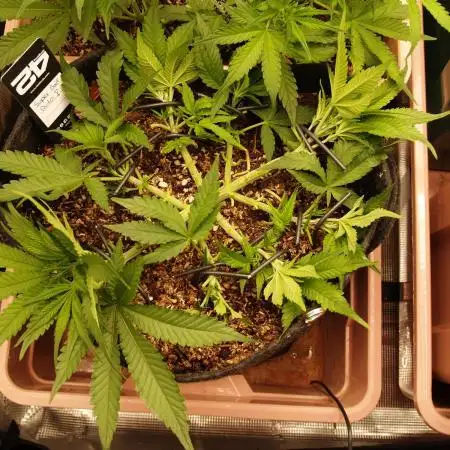 Super Boof Auto von Fast Buds
