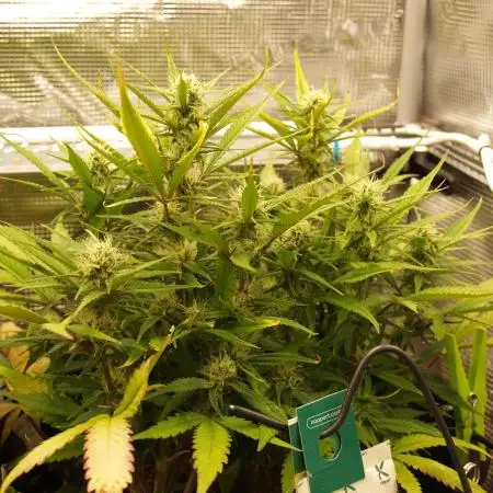 Super Boof Auto von Fast Buds