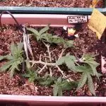 Auto AK-47 XL Divine Seeds