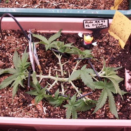Auto AK-47 XL Divine Seeds