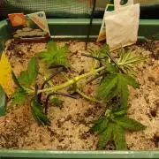 White Truffle Indoor 2025