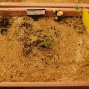 Strawberry Cola Auto Winter Grow 2026