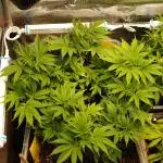 White Rhino From Zamnesia zweite Runde