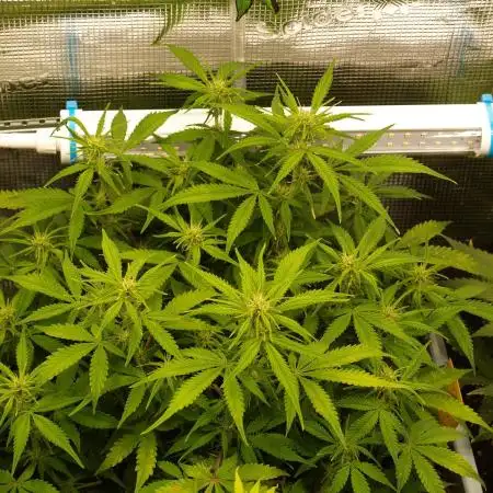 GMO Cookies Auto from Zamnesia