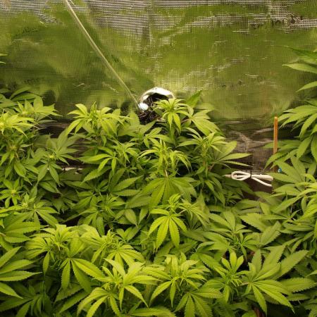 Eleven Roses Klon zur Blüte 2