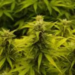 Auto AK-47 XL Divine Seeds