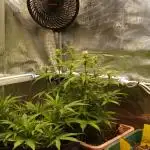 Auto Candy