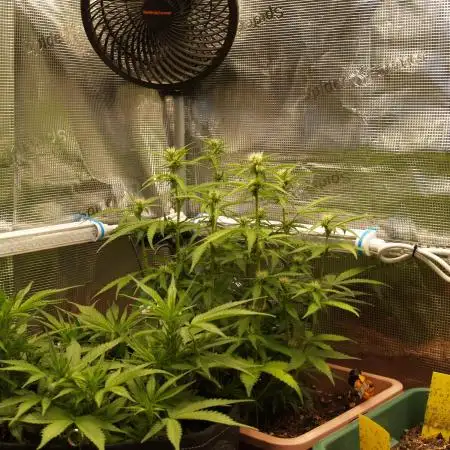 Auto Candy