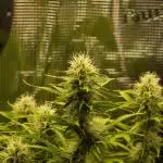 Green Cure CBD F1 Hybrid Auto Zamnesia