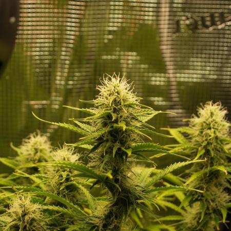 Green Cure CBD F1 Hybrid Auto Zamnesia