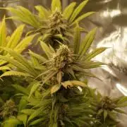 Eleven Roses Klon zur Blüte 2