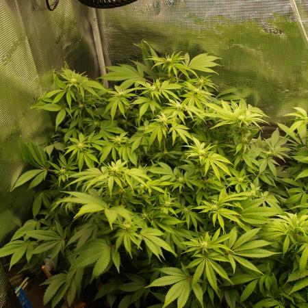 White Rhino From Zamnesia zweite Runde