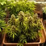 Auto AK-47 XL Divine Seeds