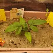 Apple Fritter Auto Winter Grow 2026