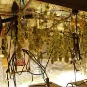 White Rhino From Zamnesia zweite Runde