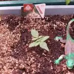 GMO Cookies Auto from Zamnesia