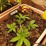 Auto Candy
