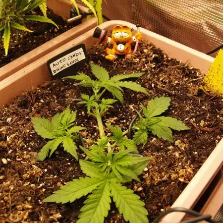 Auto Candy