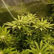 Eleven Roses Klon zur Blüte 2